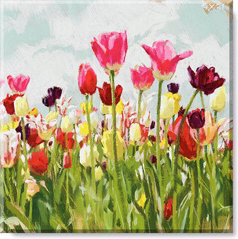 Tulip Field Landscape