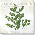 Maidenhair Fern Giclee Art
