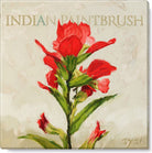 Indian Paintbrush Giclee Art