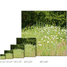Daisy Field Landscape