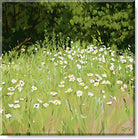 Daisy Field Landscape